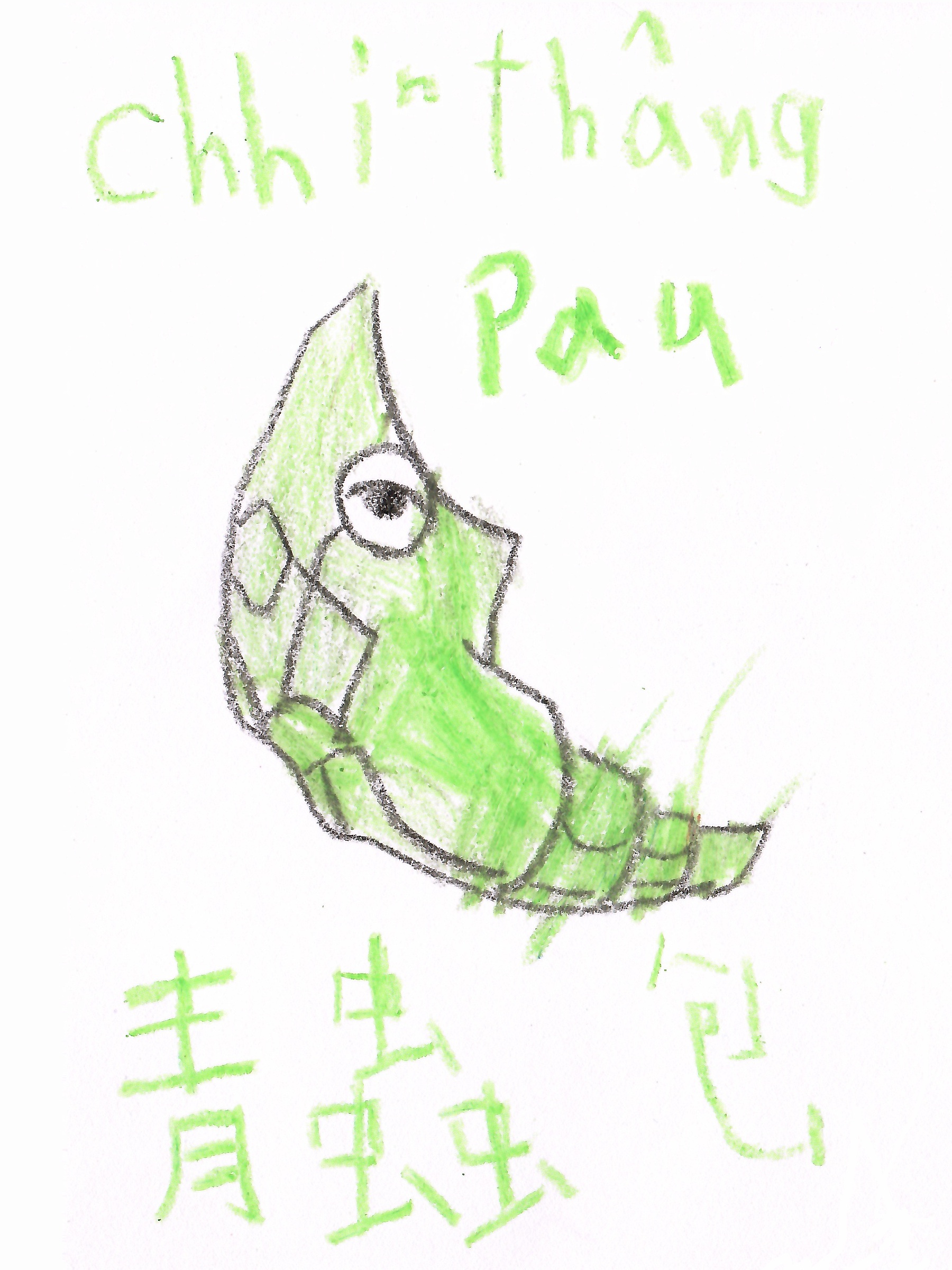 青蟲包
